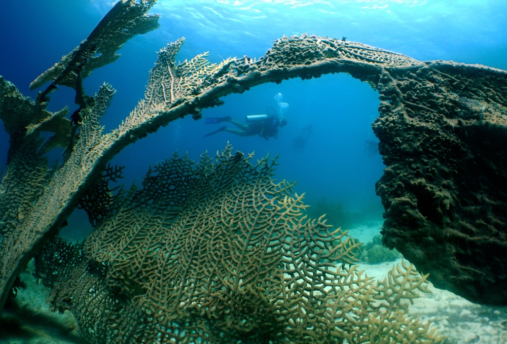 A,Diver,And,A,Fan,Coral,On,The,Island,Of