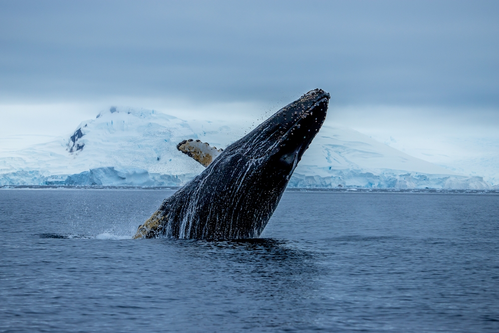 A,Breaching,Humpback,Whale,On,The,Antarctic,Peninsula,,Antarctica