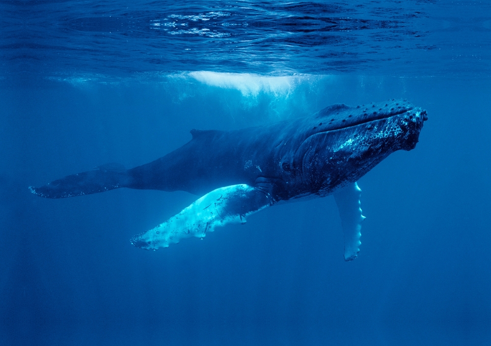 Humpback,Whales,Underwater,Off,Bermuda,In,The,Atlantic,Ocean.,Video