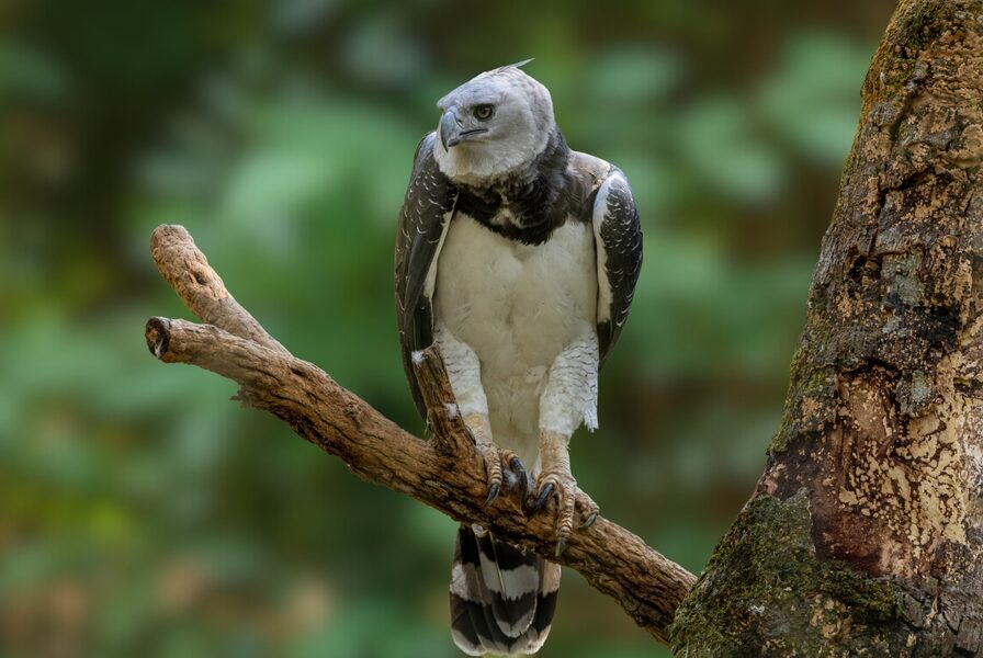 The,Harpy,Eagle:,Nature's,Mighty,Raptor,With,Impressive,Wingspan