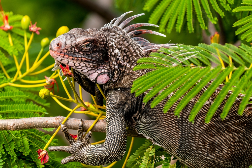 Green,Iguana,On,St.,Thomas,,Us,Virgin,Islands