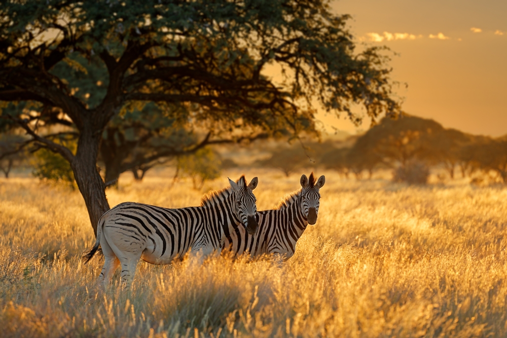 Plains,Zebras,(equus,Burchelli),In,Grassland,At,Sunrise,,Mokala,National