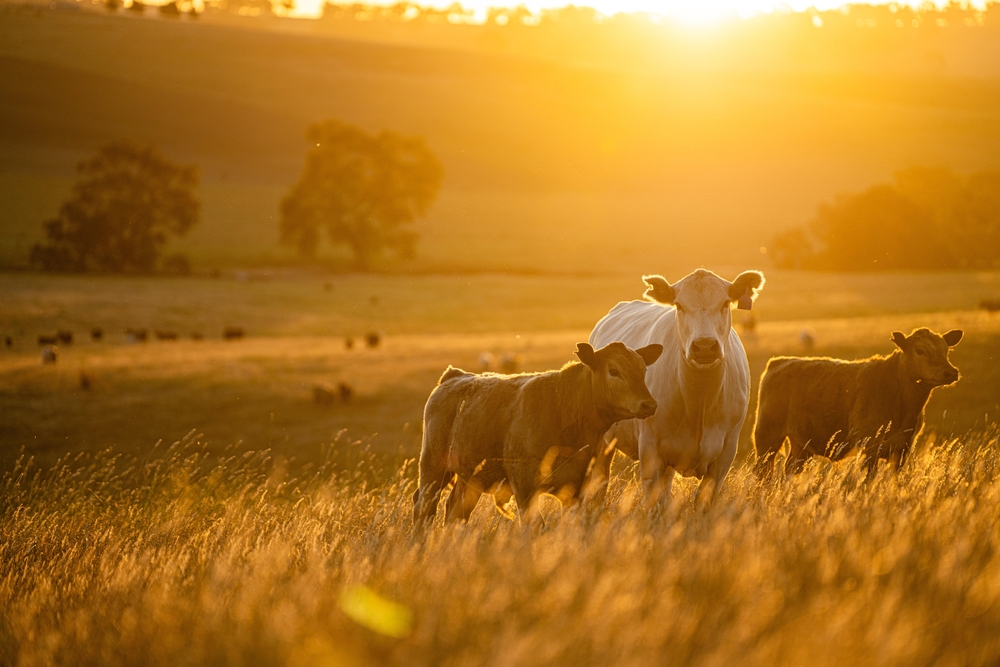 Beautiful,Cattle,In,Australia,Eating,Grass,,Grazing,On,Pasture.,Herd