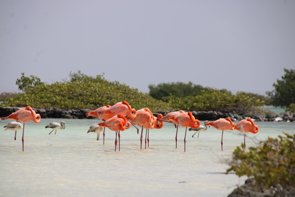 A,Beautiful,Shot,Of,A,Flock,Of,Flamingos,In,Water