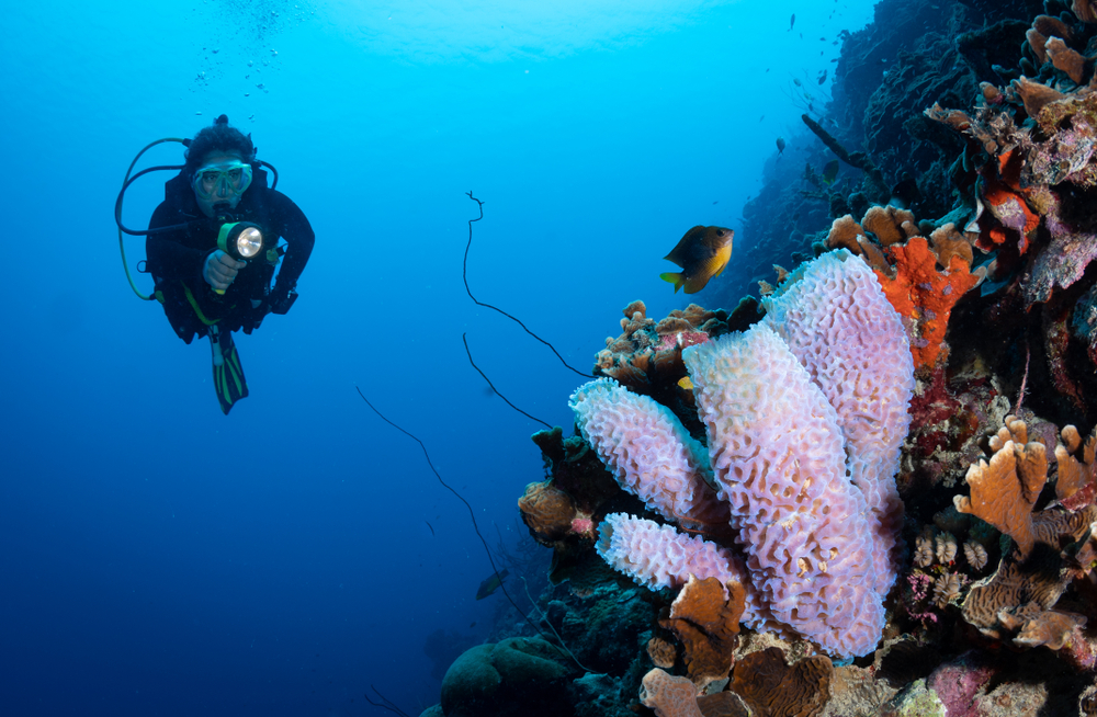 Diver,Approaches,Azure,Vase,Sponge,On,The,Reef,In,Bonaire,