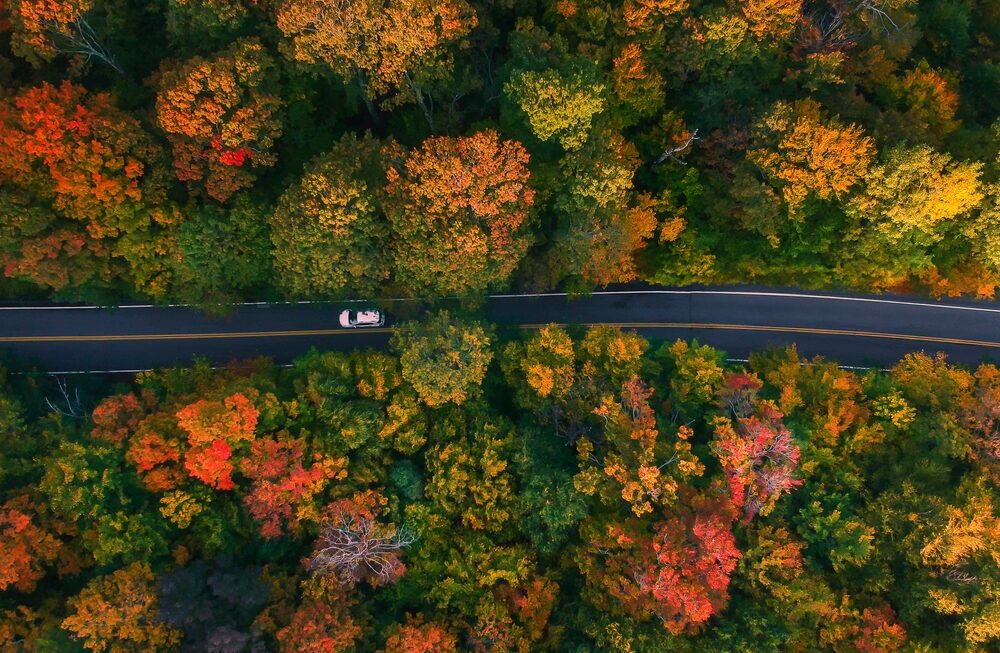 Car,Drives,On,Beautiful,Forest,Road,Aerial,Birds,Eye,View